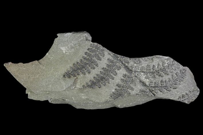Pennsylvanian Fossil Fern (Lyginopteris) - Alabama #112728